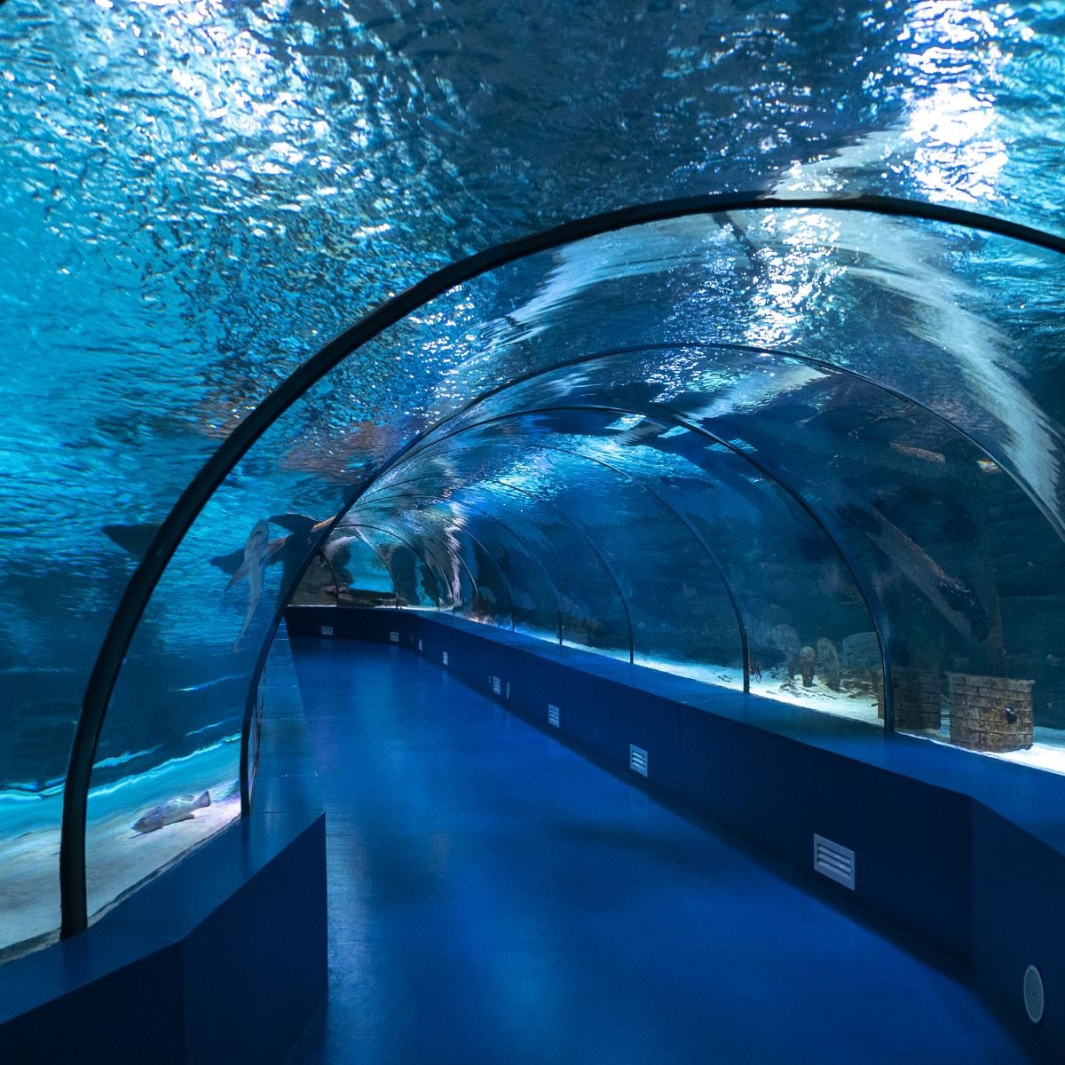 Antalya Aquarium — looping video of the underwater tunnel with sharks and rays