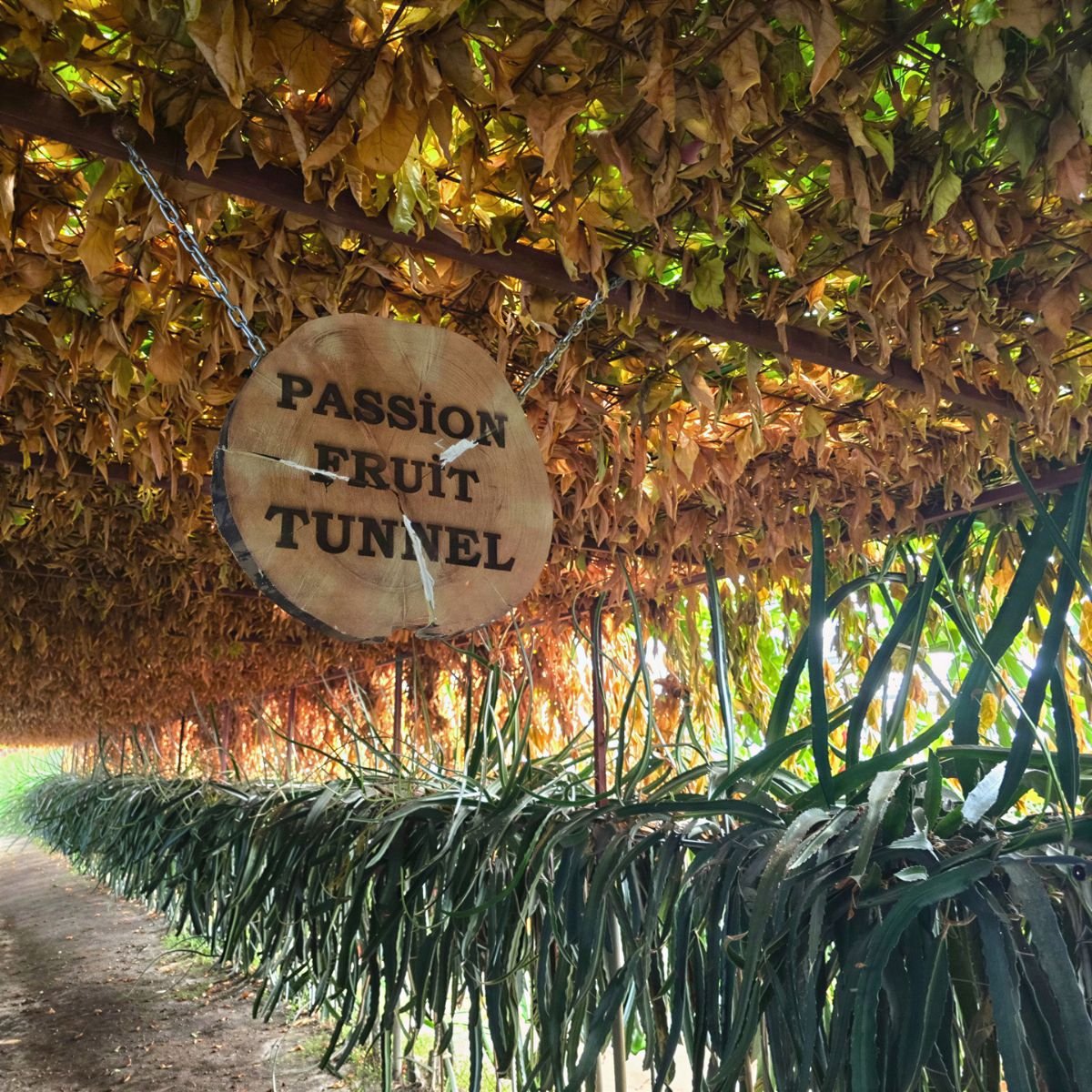 Wonder Garden – Passion Fruit Tunnel
