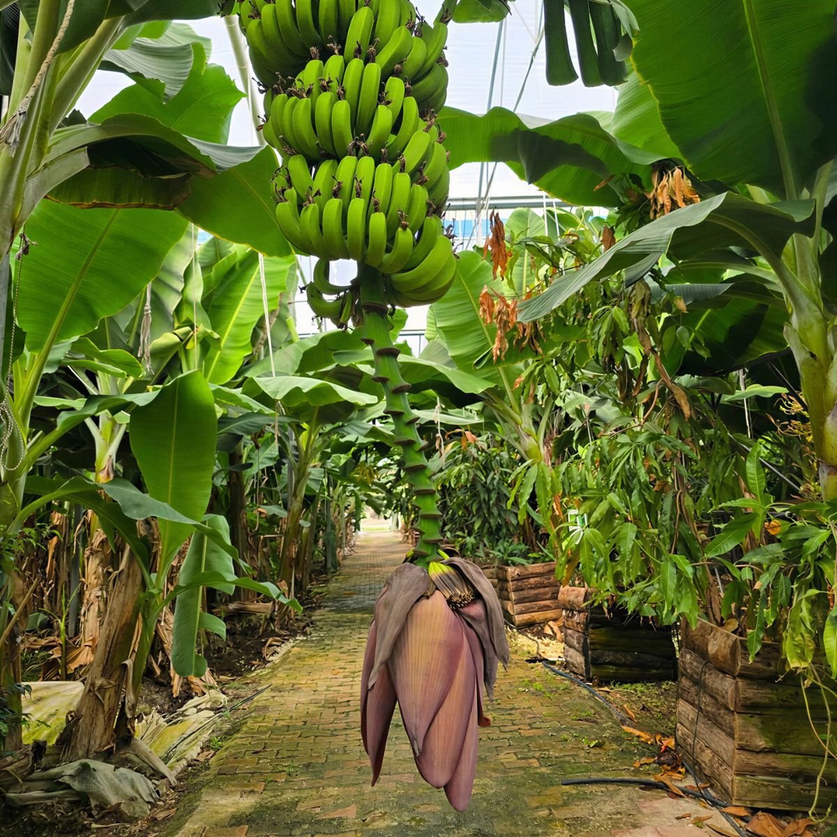 Wonder Garden – Banana Grove
