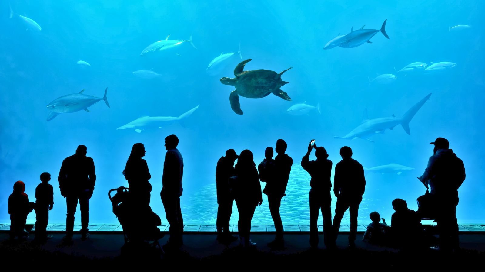 Family watching sea turtle and fish at Antalya Aquarium